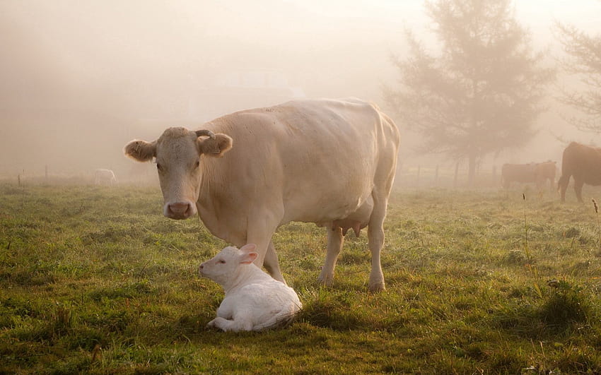 Kuh, Tiere, Gras, Kalb, Pflege HD-Hintergrundbild