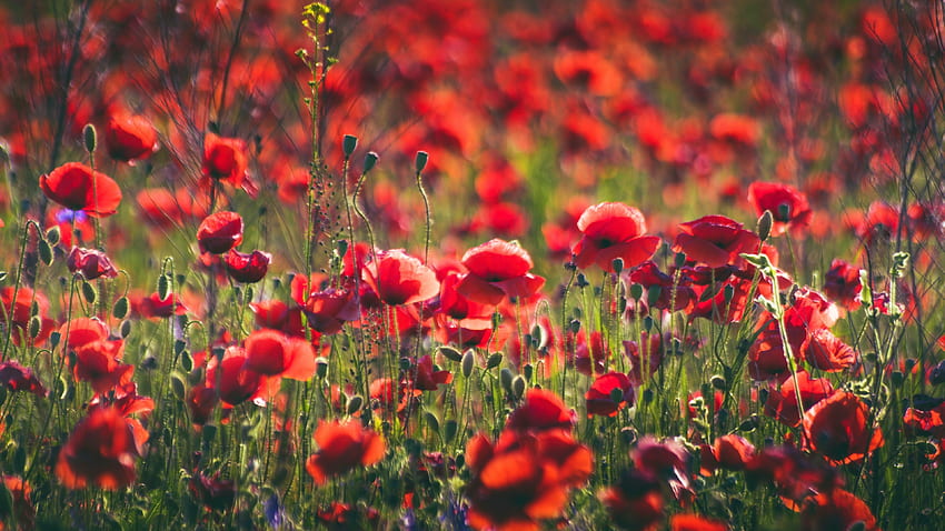 Red flower Poppy, nature, meadow, bloom HD wallpaper