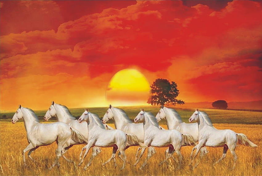 siete caballos blancos, siete caballos fondo de pantalla