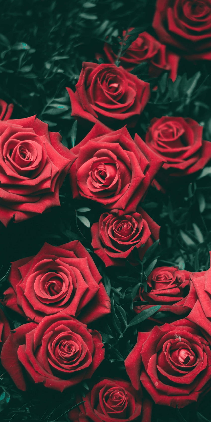 Cute Red Rose Aesthetic, Cute Red Grunge Aesthetic HD phone wallpaper