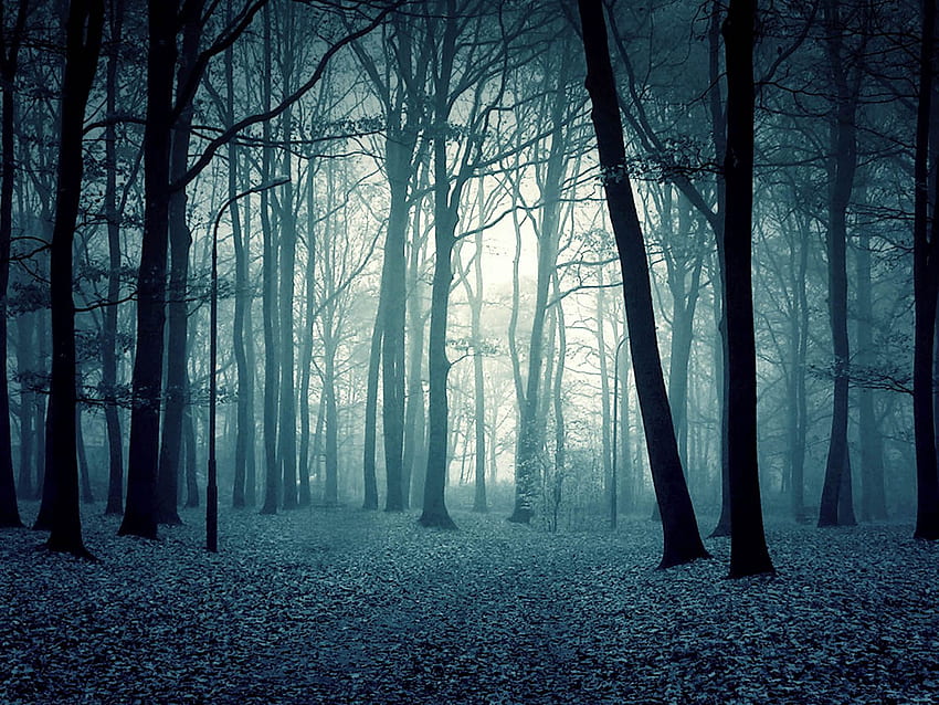 Creepy Haunted Forest Background HD wallpaper