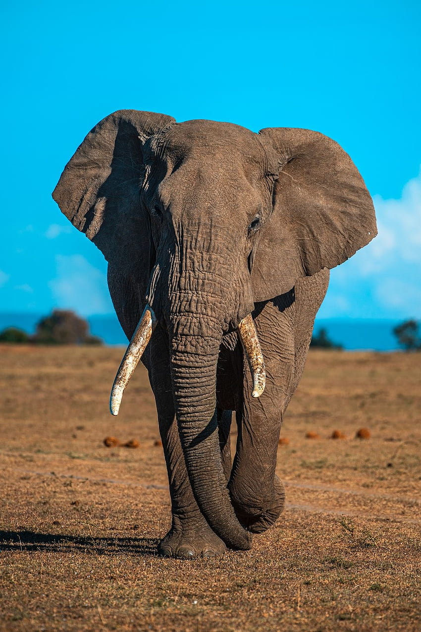 Słoń: [HQ], słoń afrykański Tapeta na telefon HD