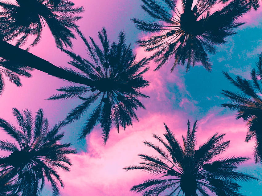 Pianta di cocco, palme, cielo, nuvole, rosa, clima tropicale • Per te, portatile dall'estetica tropicale Sfondo HD