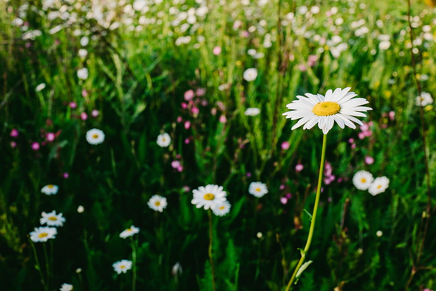 Flowers, Summer, Camomile, Blur, Smooth, Field HD wallpaper