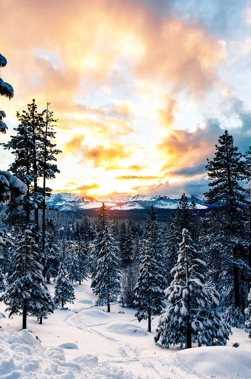 Musim Dingin, Alam, Pegunungan, Salju, Hutan wallpaper ponsel HD