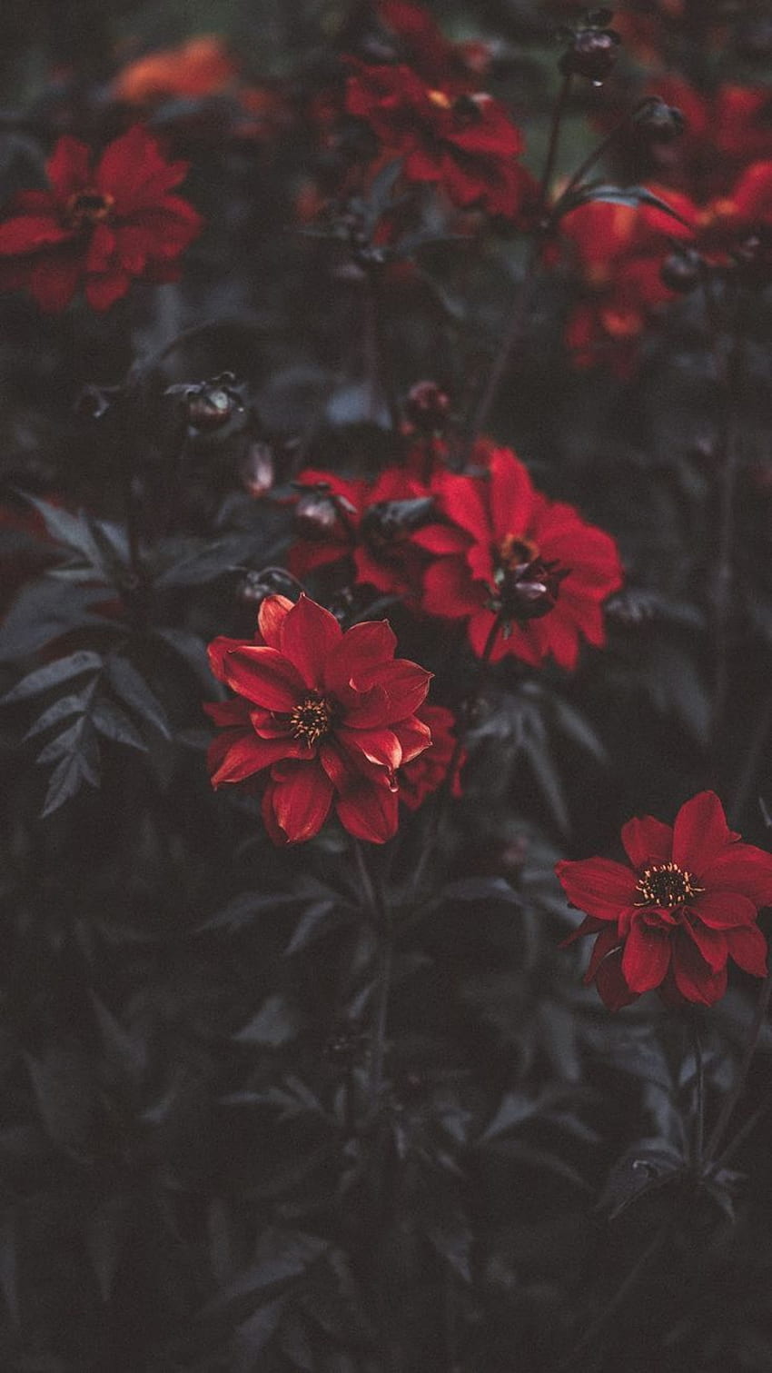 Fleur rouge Fond d'écran de téléphone HD
