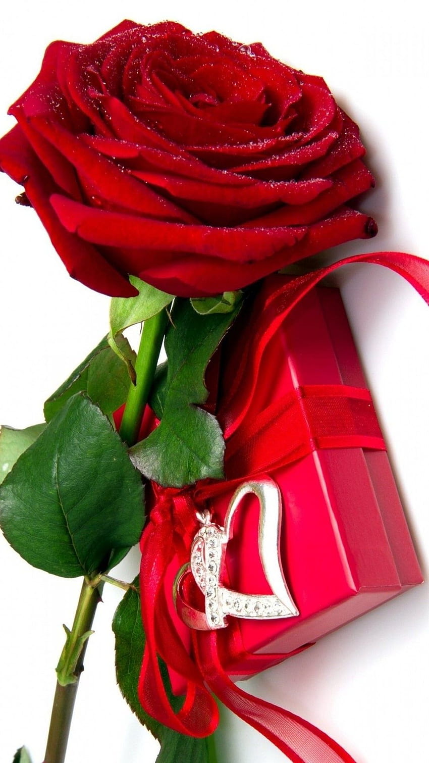 Mobilne czerwone kwiaty róży, mobilne róże Tapeta na telefon HD