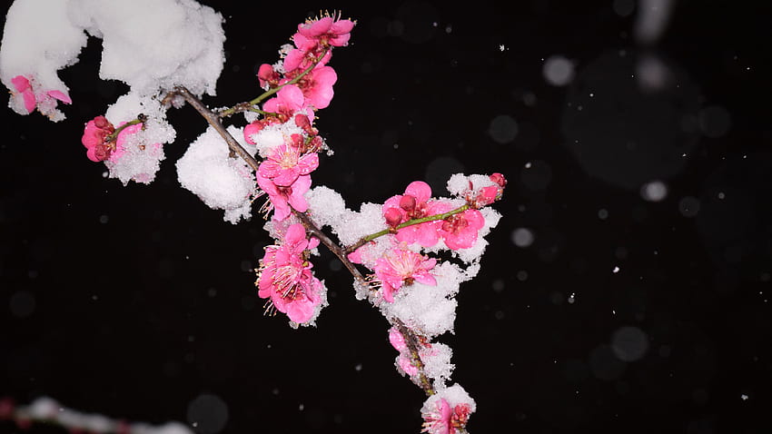 Cabang Pohon Bunga Plum Merah Muda Dengan Bunga Latar Belakang Gelap Salju Wallpaper HD