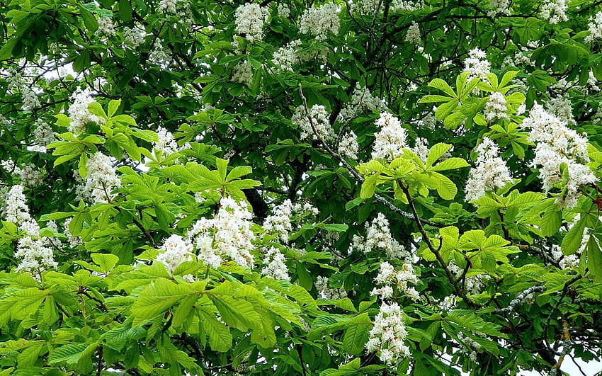 Fioritura Castagno, castagno, fiori, Lettonia, fioritura, primavera, albero Sfondo HD