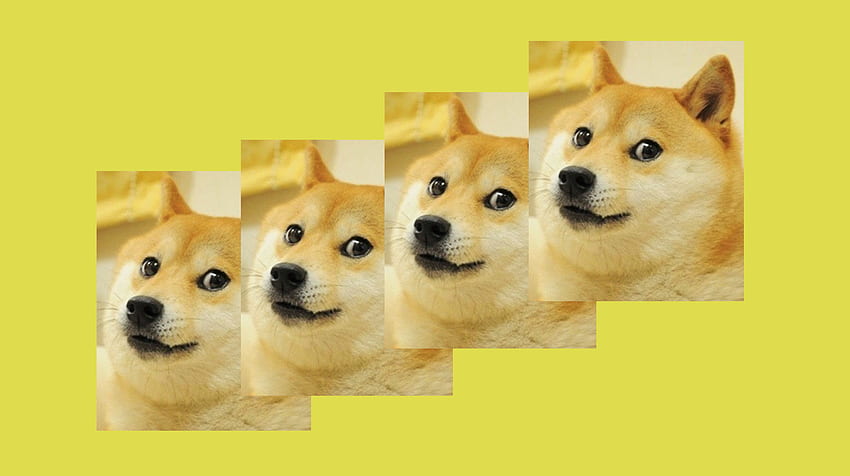 Meme icônico 'Doge' NFT quebra recorde, vendendo por US $ 4 milhões, Doggo Meme papel de parede HD