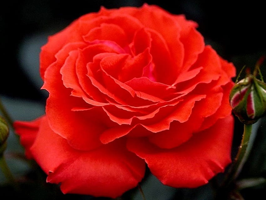 Grandi bei fiori. grande rosa rossa bel fiore, grande bellezza Sfondo HD