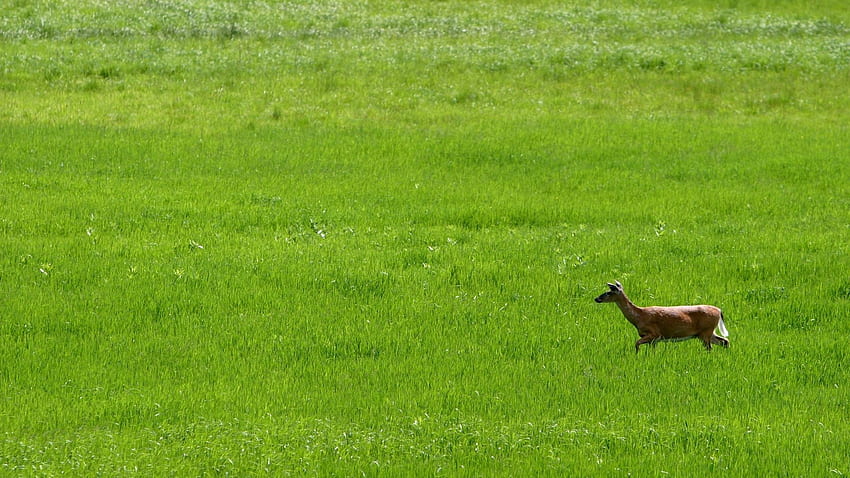 Tiere, Gras, Feld, Spaziergang, Hirsch HD-Hintergrundbild
