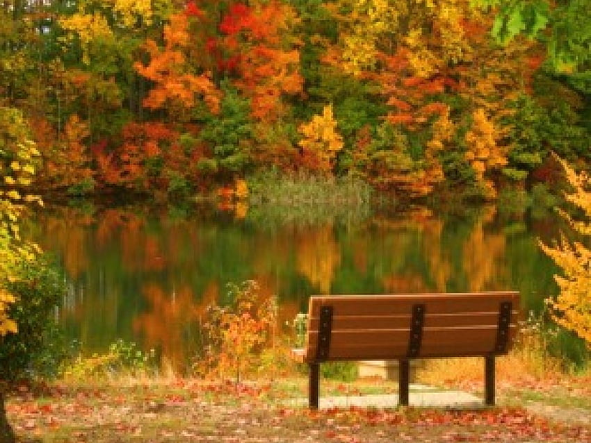 Colorful rest stop, bench, color, green, trees, autumn, orange, gold, lake HD wallpaper