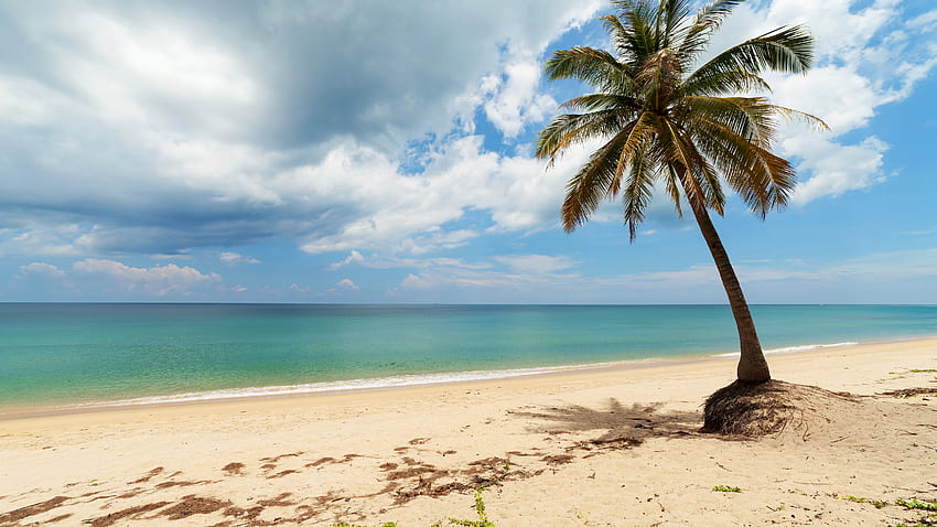 ต้นปาล์มโดดเดี่ยวบนหาดทรายเขตร้อนน้ำทะเลภายใต้เมฆสีขาวธรรมชาติท้องฟ้าสีคราม วอลล์เปเปอร์ HD
