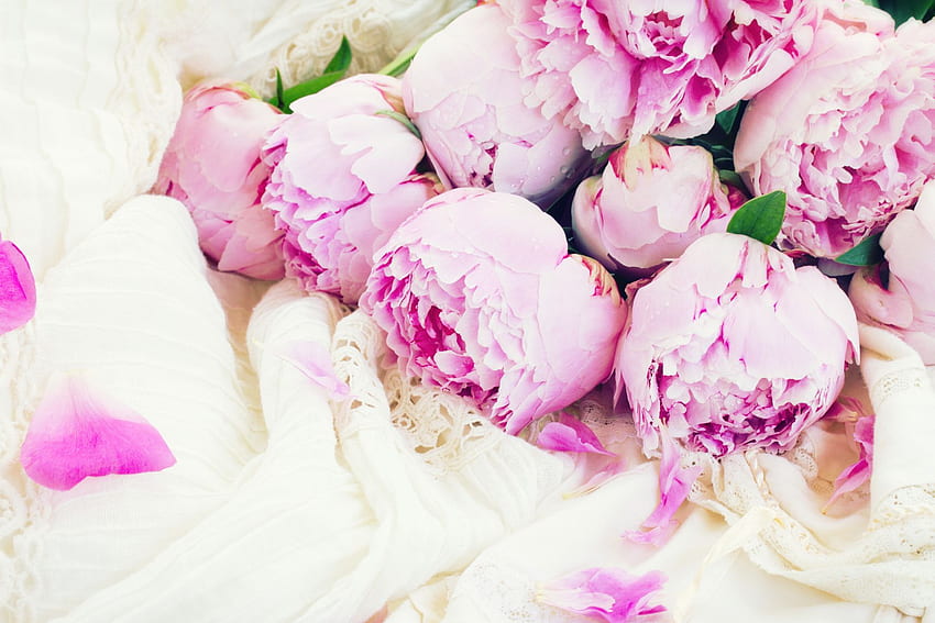 Hite and Pink Peonies , Background, Peony HD wallpaper