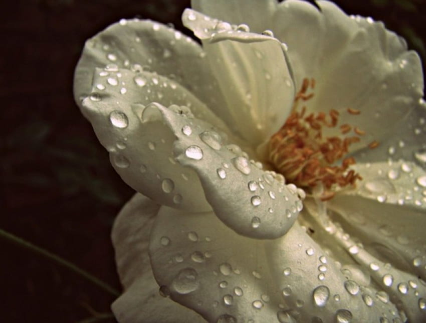 WETLOOK, Wasser, Blume HD-Hintergrundbild