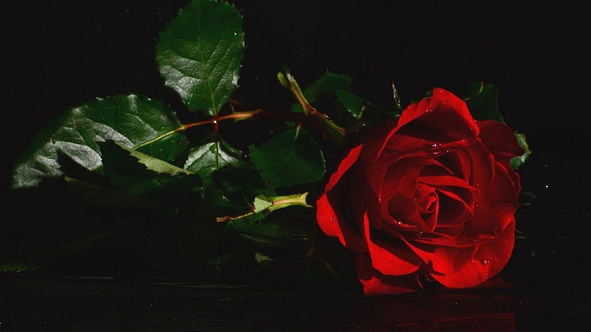 Red Rose, Leaves, Dark for Laptop, Notebook - Maiden HD wallpaper