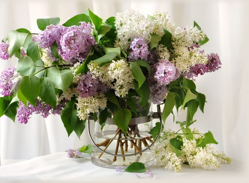 Still Life, colorful, white, vase, colors, pretty, nature, flowers, lovely, lilac HD wallpaper