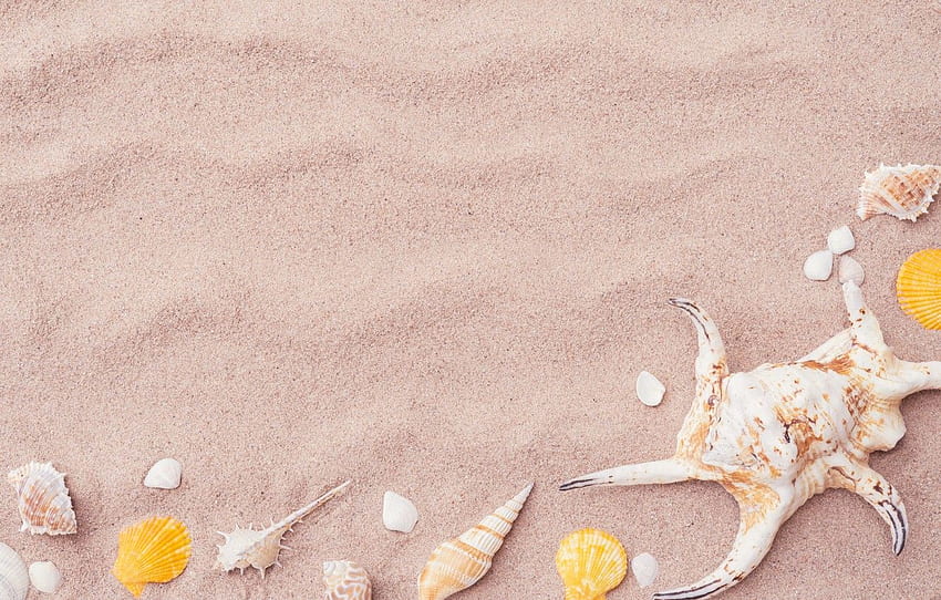 모래, 해변, 별, 껍질, 여름, 해변, 모래, 해양, 불가사리, 조개 껍데기, 섹션 природа, 핑크 조개 HD 월페이퍼