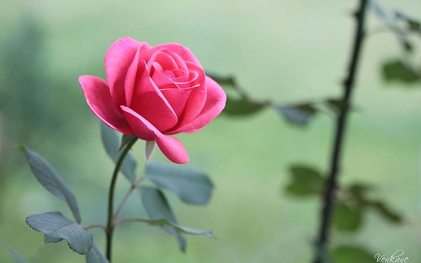 Blume, Makro, Rose Blume, Rose, Blütenblätter, Knospe HD-Hintergrundbild