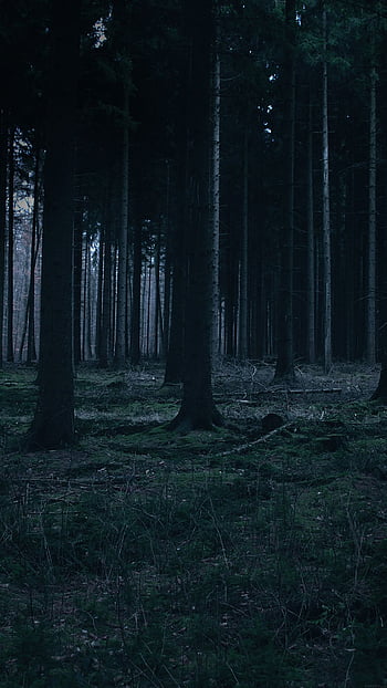 Night forest android HD wallpapers | Pxfuel
