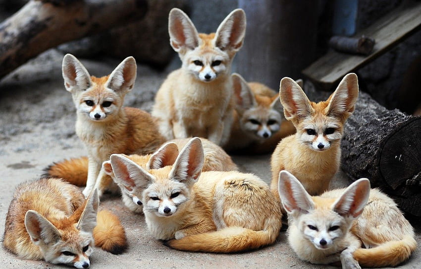 animals, Fox, Fenech, Fennec fox, eared for , section животные, Desert Fox HD wallpaper
