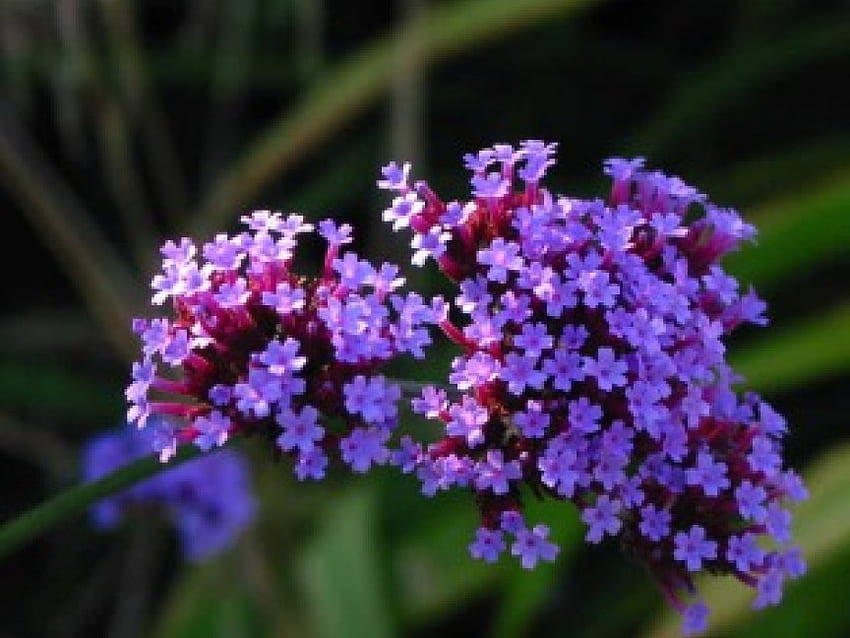 Малки лилави цветя, грозд, градина, малки, лилави цветя HD тапет