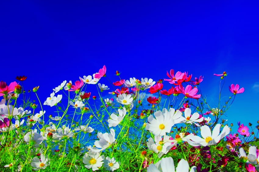 Летни цветя, поляна, красиво, лято, красиво, поле, свежест, цветя, небе, прекрасно HD тапет
