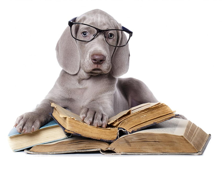 賢い犬、犬、子犬、白、本、スマート、メガネ、面白い、ケイン 高画質の壁紙