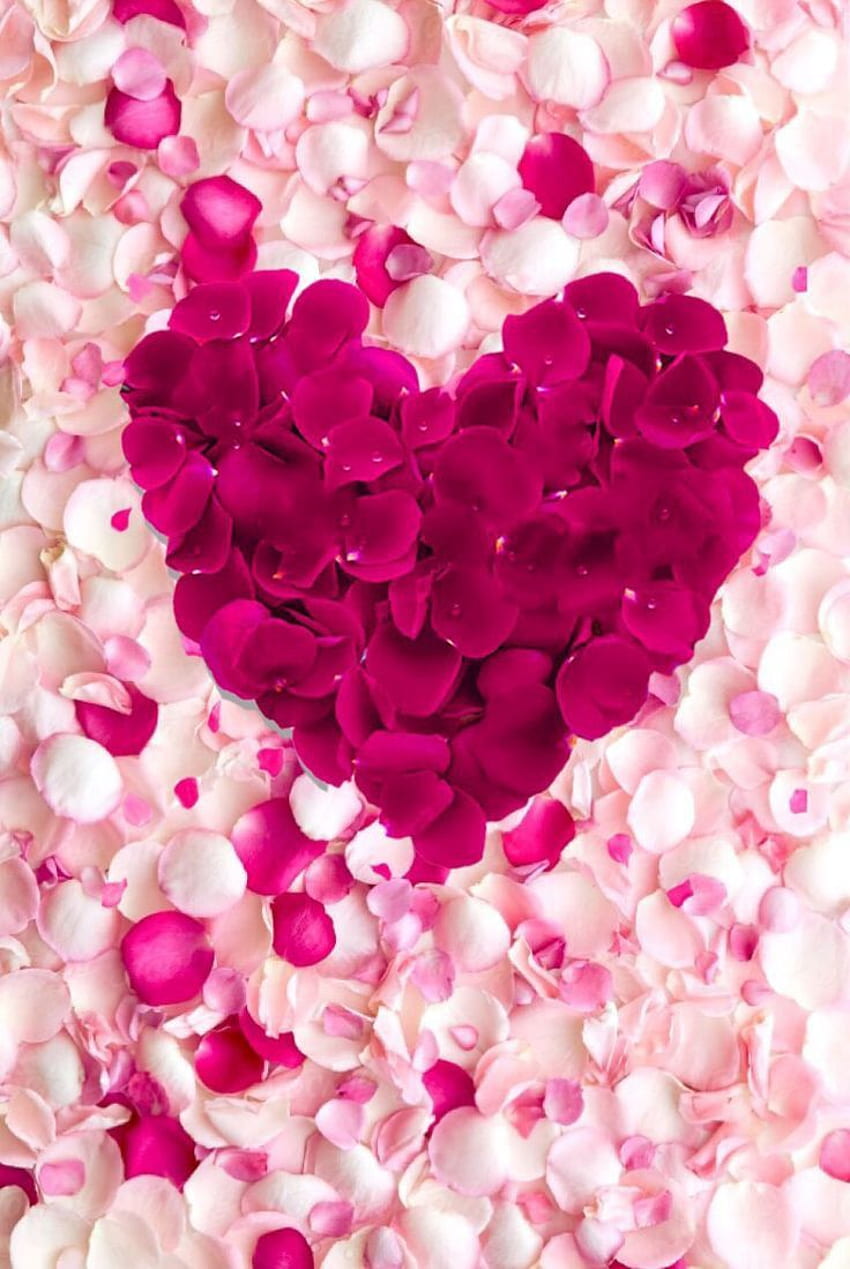 Troy Grela on Papeis de parede tumblr. Pink flowers , Flowers black ...