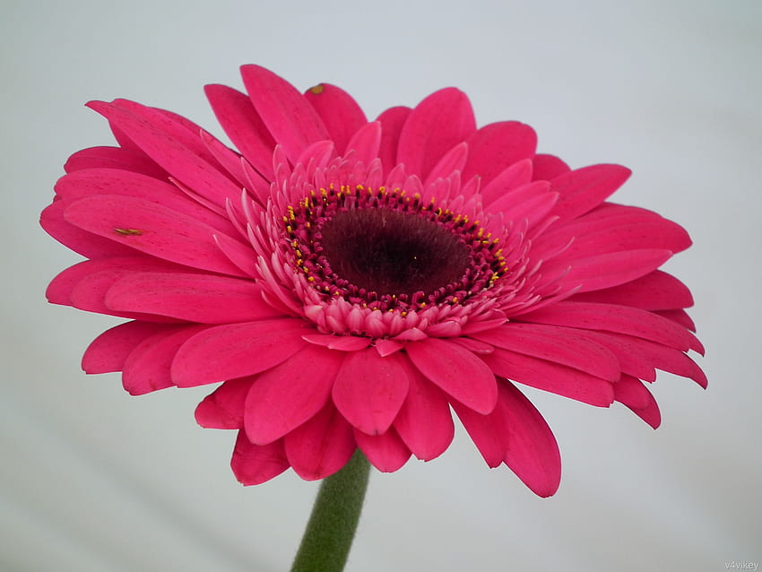 White Gerbera Daisy Flowers Pink Flower – Otosection HD wallpaper