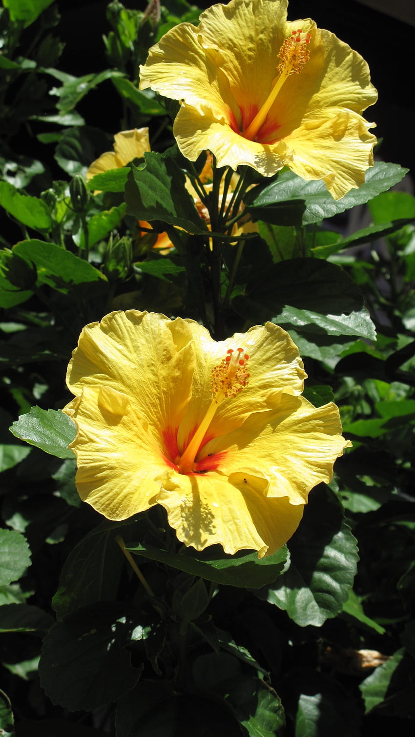 Hibiscus, Yellow Hibiscus HD phone wallpaper | Pxfuel