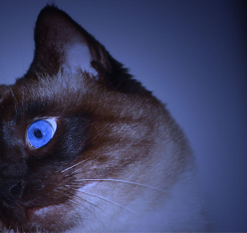 Blue eyes siamese cat, blue, animal, siamese, blue eyes, cat HD wallpaper
