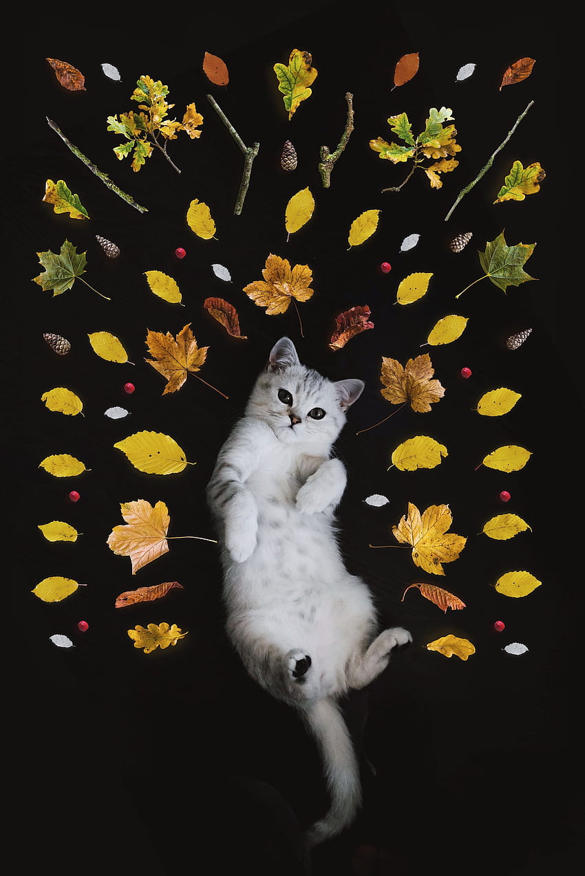 動物, 秋, キティ, 子猫, ニース, 恋人, 葉 HD電話の壁紙