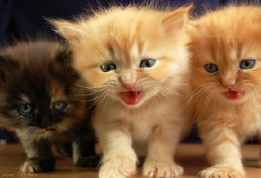 kittens, meowing, cute, fluffy HD wallpaper