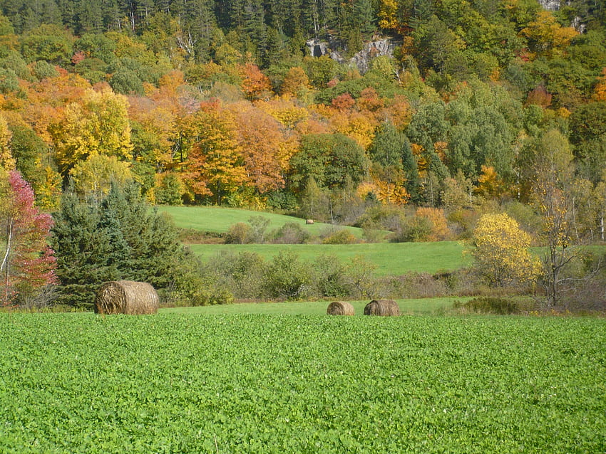 Natur, Bäume, Gras, Herbst, Feld HD-Hintergrundbild