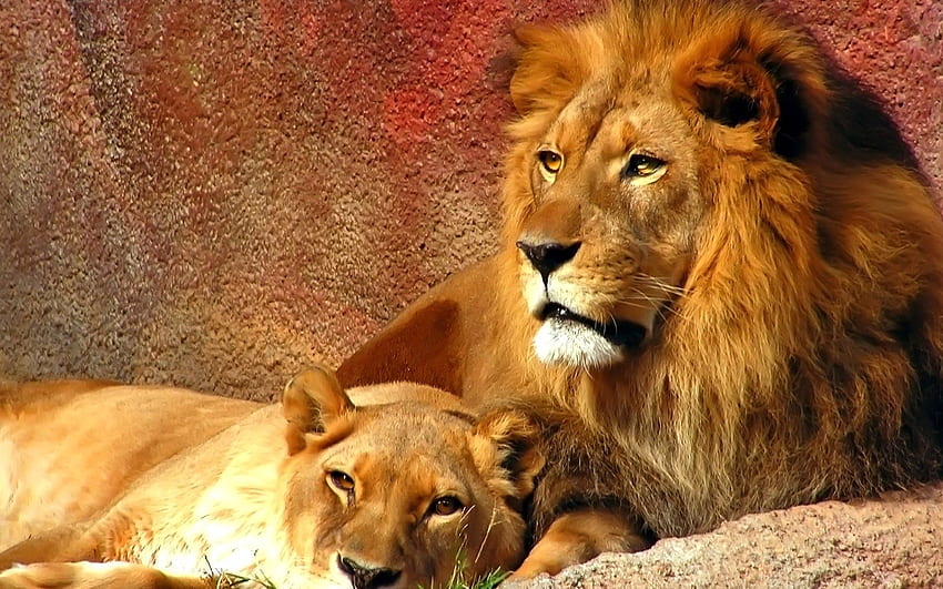 Lions, Animal , Pet Love, Cool Animals, , Wild Life, Animal World, Of Animals, Windows , . The HD wallpaper