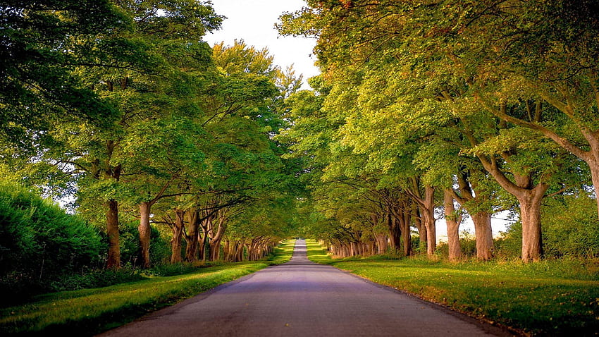 Flowers: Trees Nature Avenue Green Road Kings Forests Norfolk, England HD wallpaper
