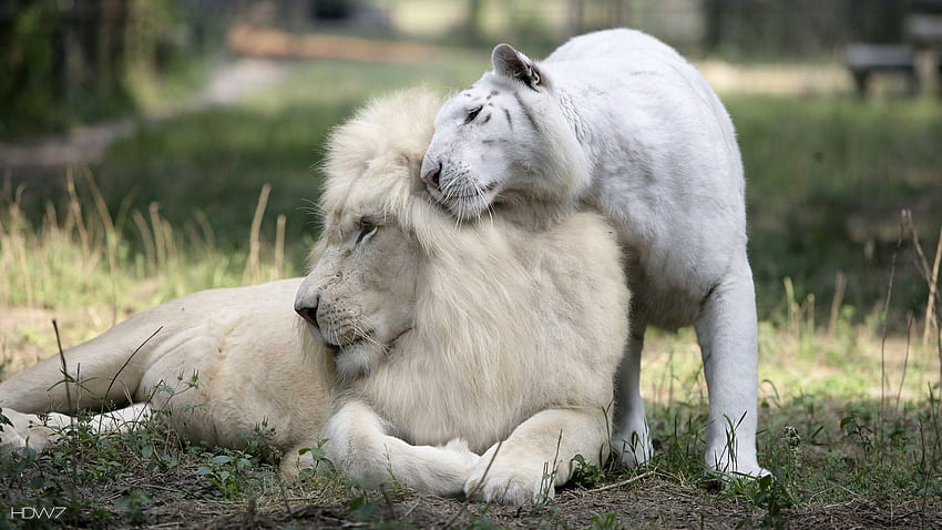 albino lion and tiger. gallery HD wallpaper