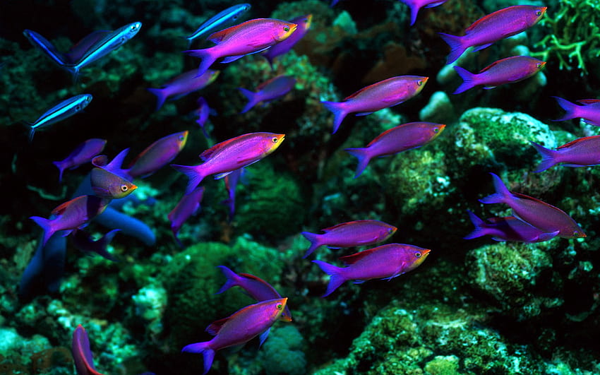 Ocean life marine life on the seabed like fish plants [] for your , Mobile & Tablet. Explore Ocean Life . Sea Life , Marine Life HD wallpaper