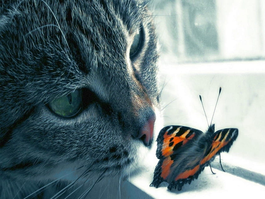 Cat w Butterfly, cool, cat, butterfly HD wallpaper