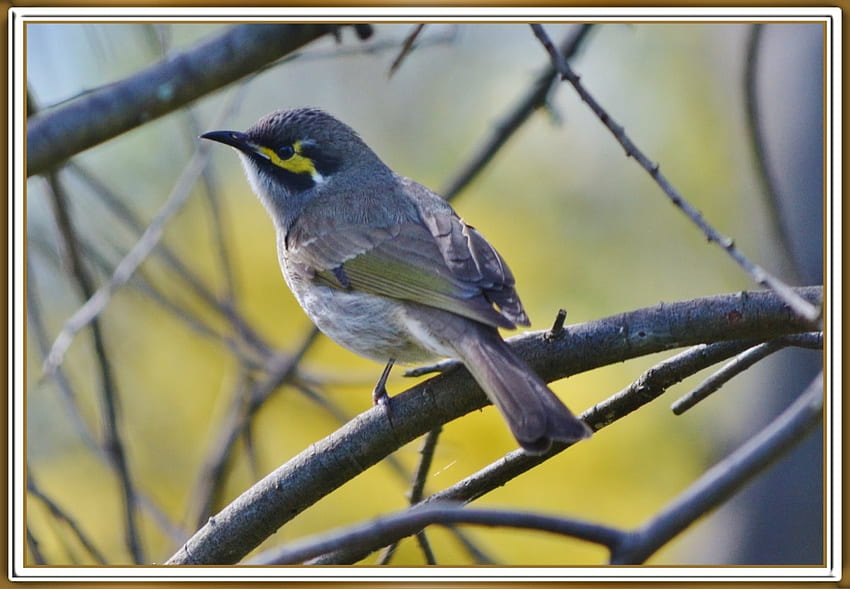 YELLOWFACED HONEYEATER, NATURE, CUTE, , BIRD HD wallpaper