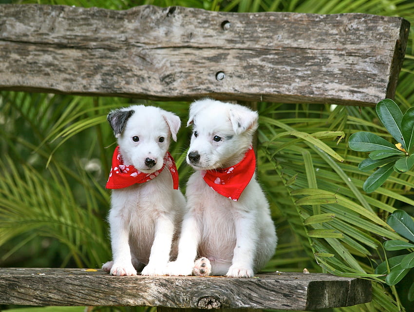 Puppies, dog, animal, white, cute, grass, puppy, green, red, couple, scarf, caine HD wallpaper