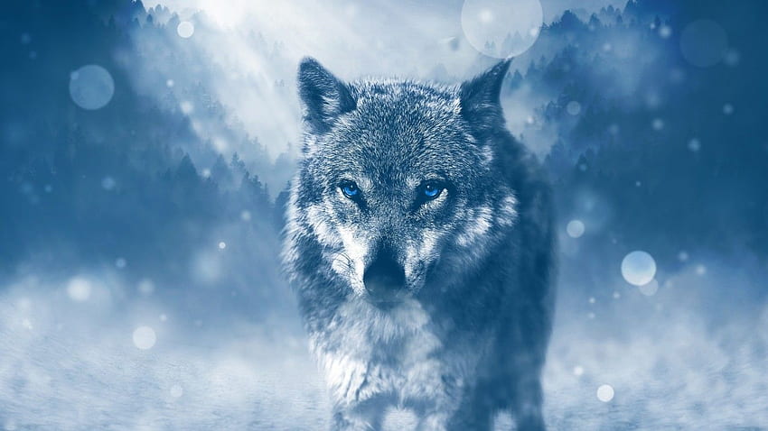 Wolf, Majestic, Blue Eyes สำหรับแล็ปท็อป วอลล์เปเปอร์ HD