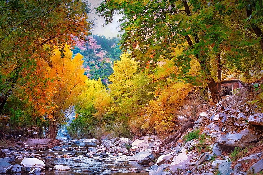가을, 나뭇잎, 가을, 가지, 아름다운 HD 월페이퍼
