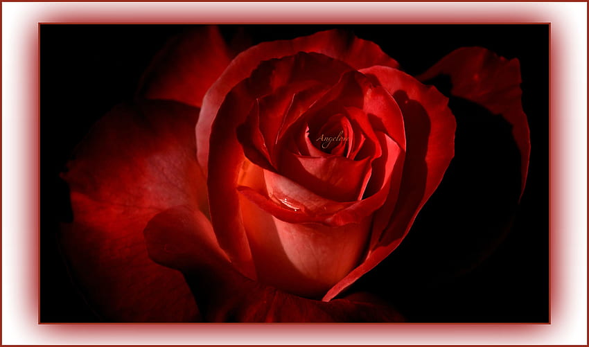 ღRose of Loveღ, alluring, aroma, peaceful, beauty, petals, flower, amazing, bliss, in love, romance, beautiful, plant, love, romantic, thorns, red rose, inhale HD wallpaper