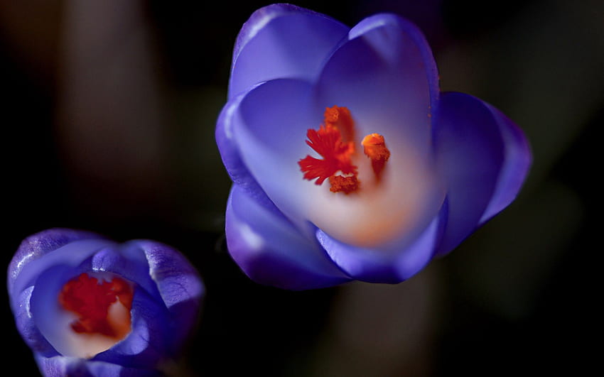 Violett, Krokus HD-Hintergrundbild