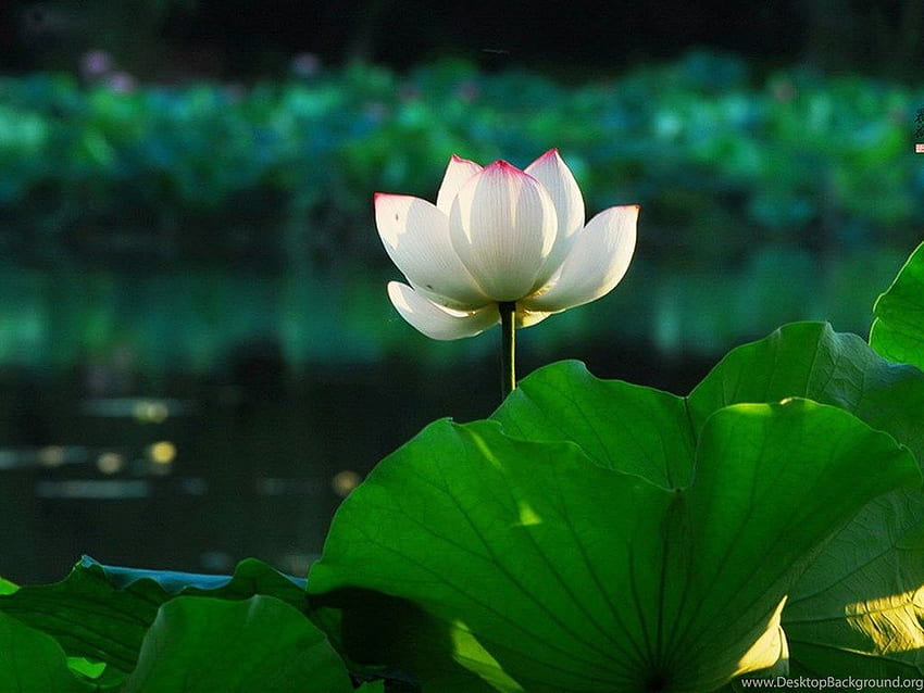 Hồ Tây sen đẹp là một trong những điểm đến yên tĩnh và đẹp nhất ở Hà Nội. Hình ảnh hoa sen thơm lừng và hồ nước trong xanh sẽ mang lại cho bạn cảm giác thoải mái và sạch bình.