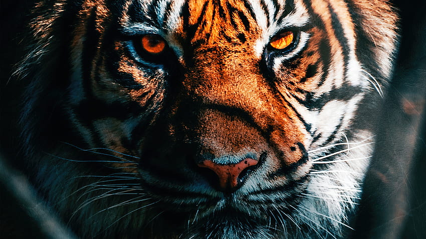 Tiger Close Up, Animals, , , Background, and , Tiger HD wallpaper