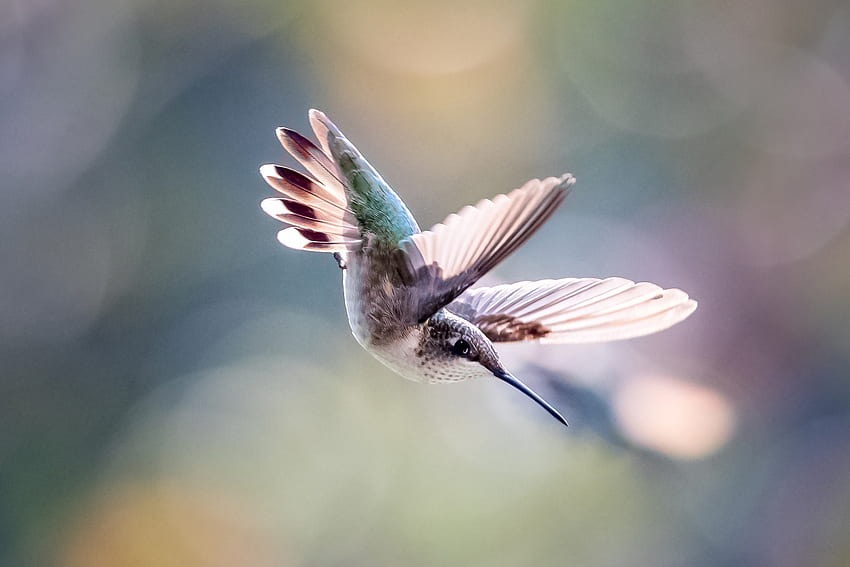 retrato, pequeño y lindo, colibrí, vuelo fondo de pantalla